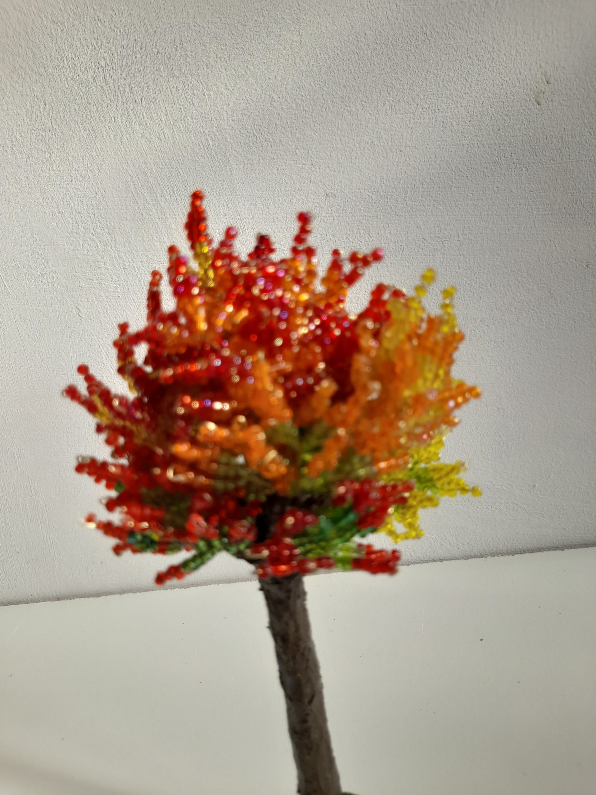 Red Bead Tree
